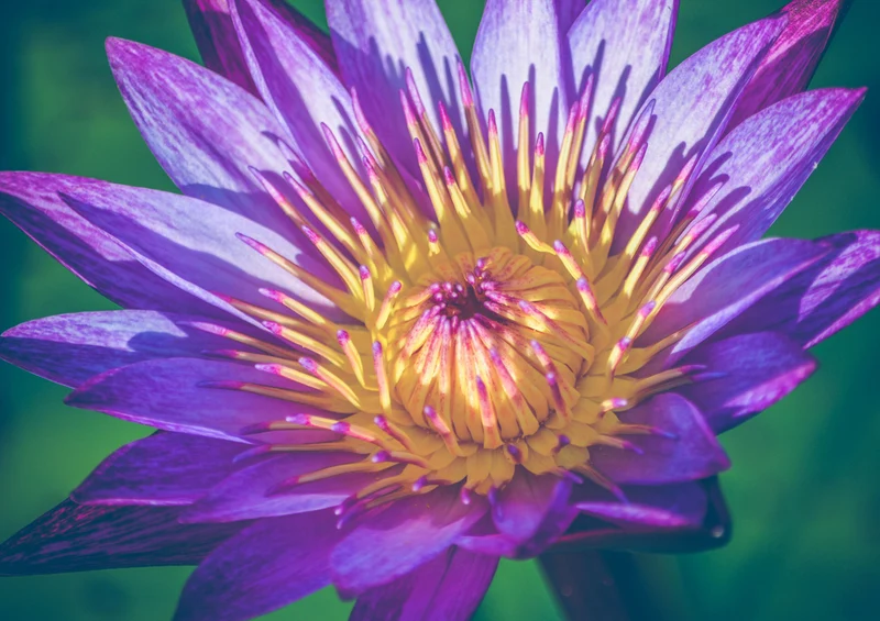 85318 Natur - Lila Blume Puzzle