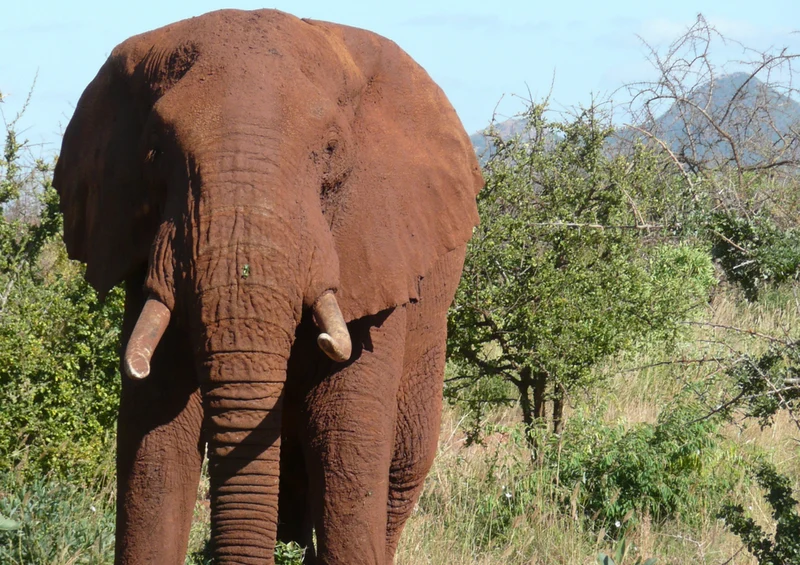 85327 Natur - Elefant Puzzle