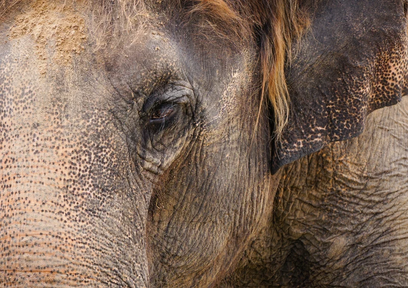 85330 Natur - Elefant Puzzle