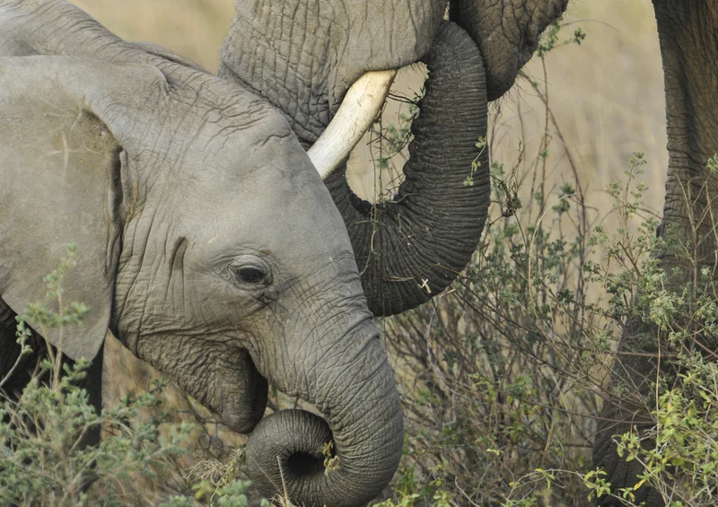 85336 Natur - Elefant Puzzle