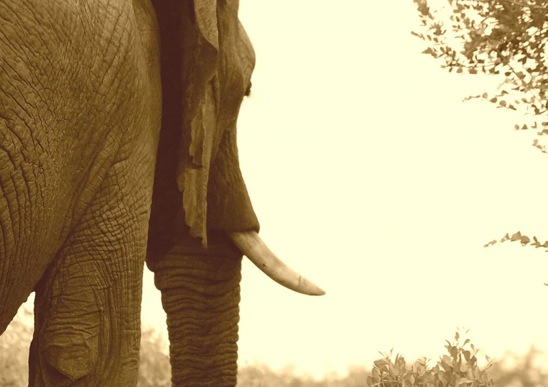 85270 Natur - Elefant Puzzle