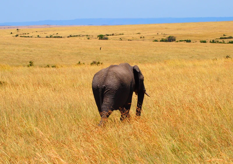 84928 Tierwelt - Elefant Puzzle