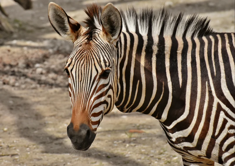 84931 Tierwelt - Zebra Puzzle