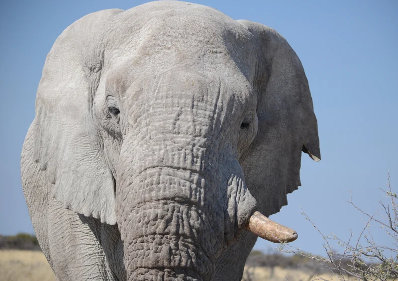 85291 Natur - Elefant Puzzle