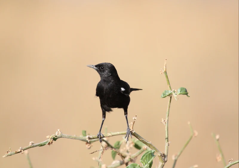 85055 Natur - Amsel Puzzle