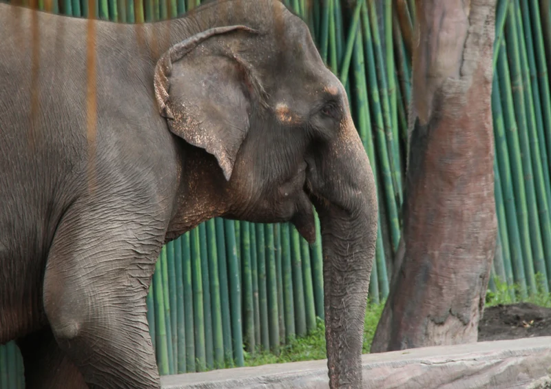 85343 Natur - Elefant Puzzle