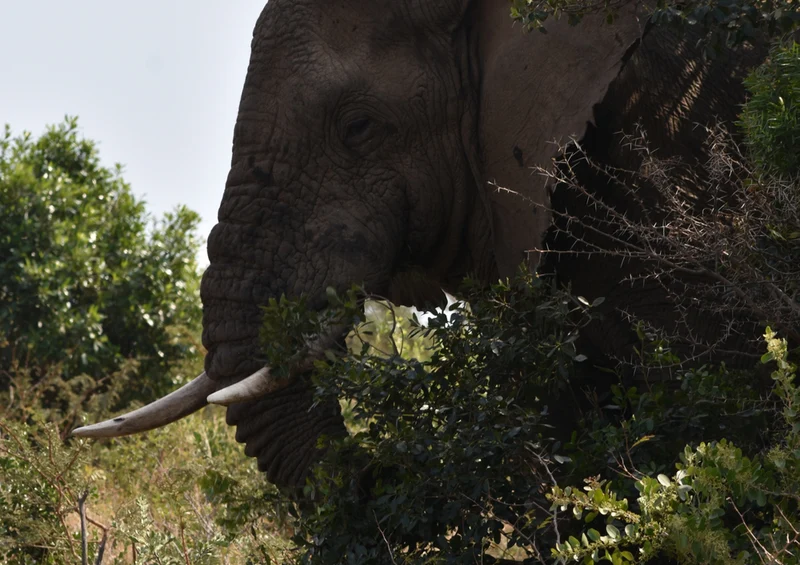 85344 Natur - Elefant Puzzle
