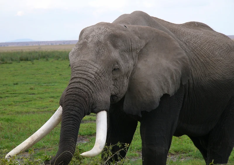 84943 Tierwelt - Elefant Puzzle
