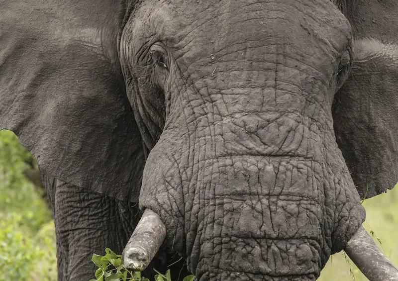 85349 Natur - Elefant Puzzle