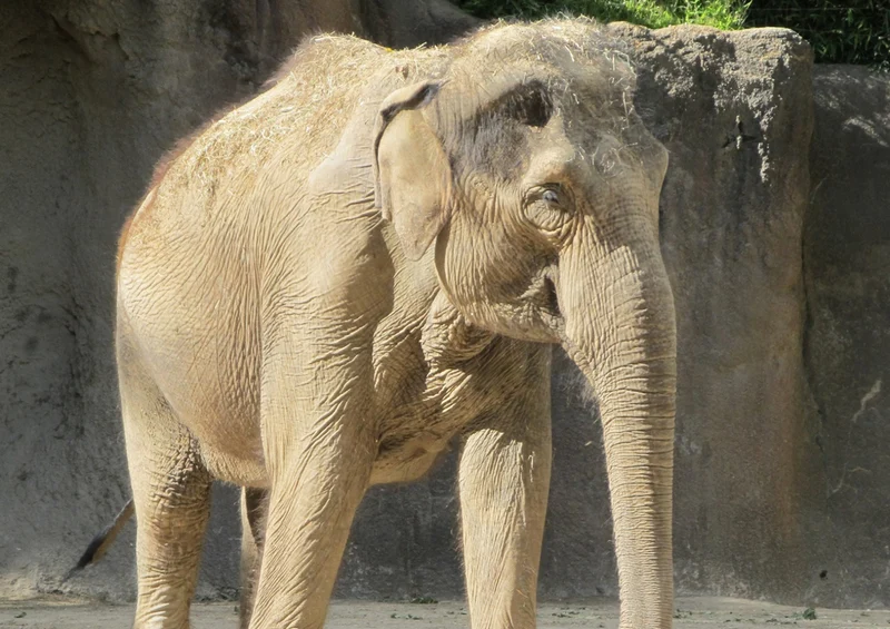 84944 Tierwelt - Elefant Puzzle