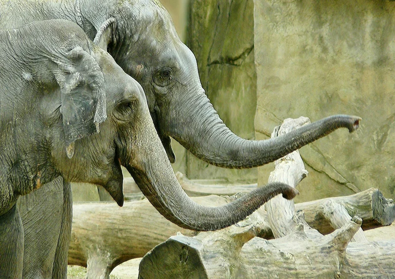 84945 Tierwelt - Elefant Puzzle