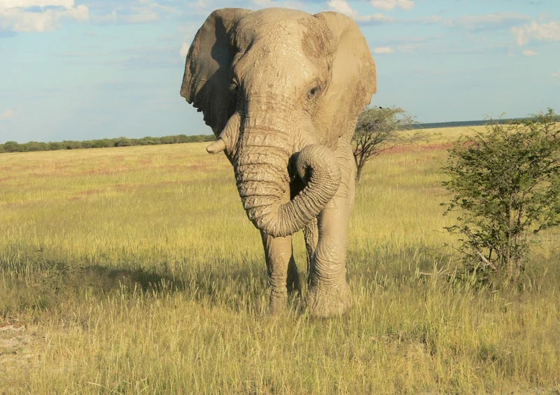 84948 Natur - Elefant Puzzle
