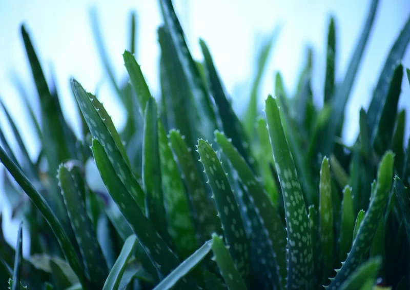 85299 Natur - Aloe Vera Puzzle