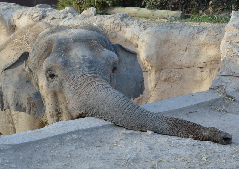 85301 Natur - Elefant Puzzle
