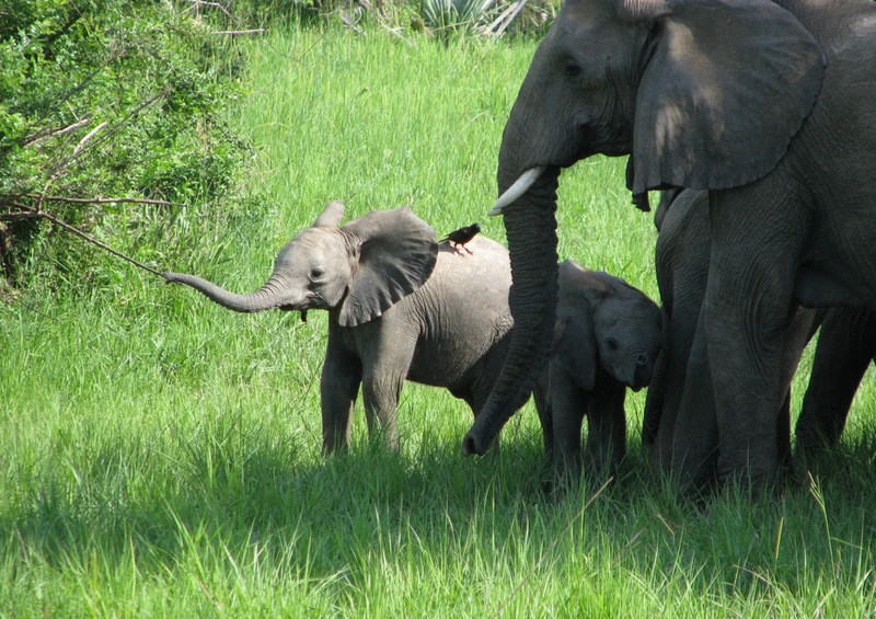 84939 Tierwelt - Baby Elefant Puzzle