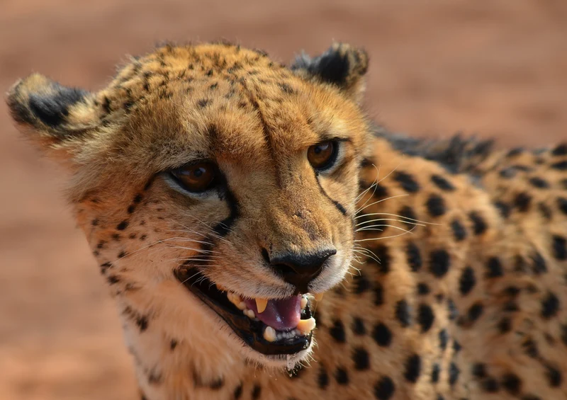 84644 Natur - Gepard Puzzle