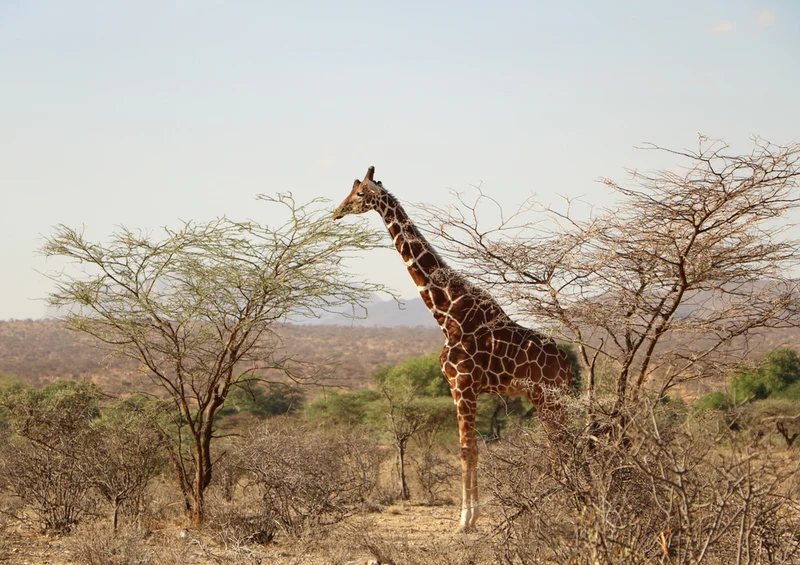 84651 Natur - Giraffe Puzzle