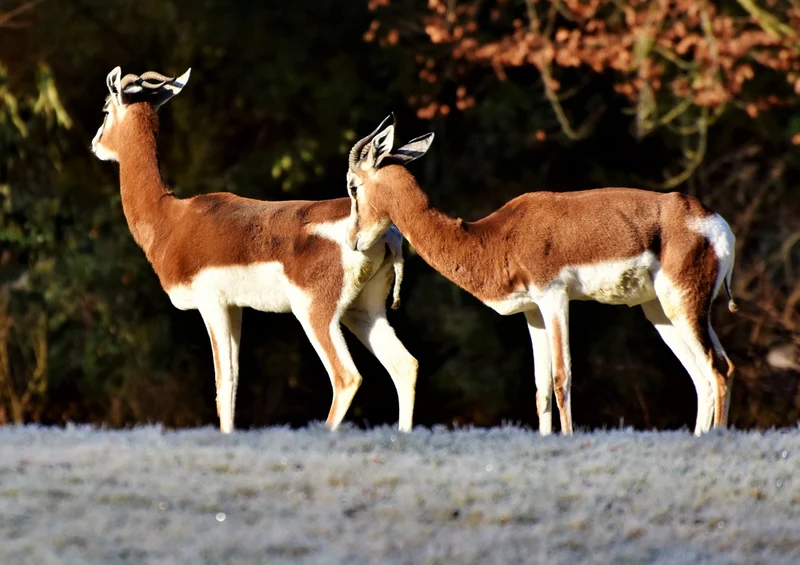 84807 Tierwelt - Antilope Puzzle
