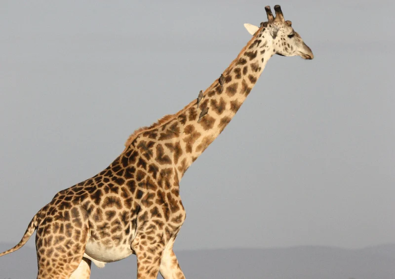 85069 Natur - Giraffe Puzzle