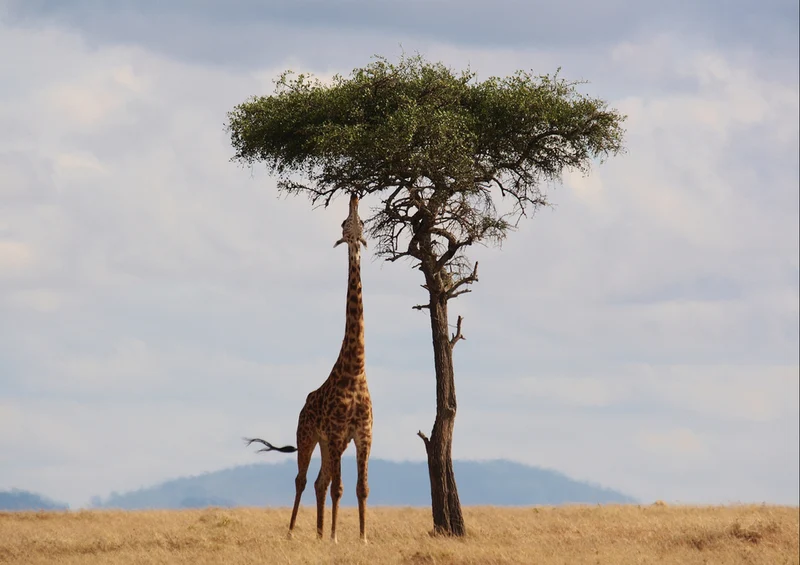 84811 Tierwelt - Giraffe Puzzle