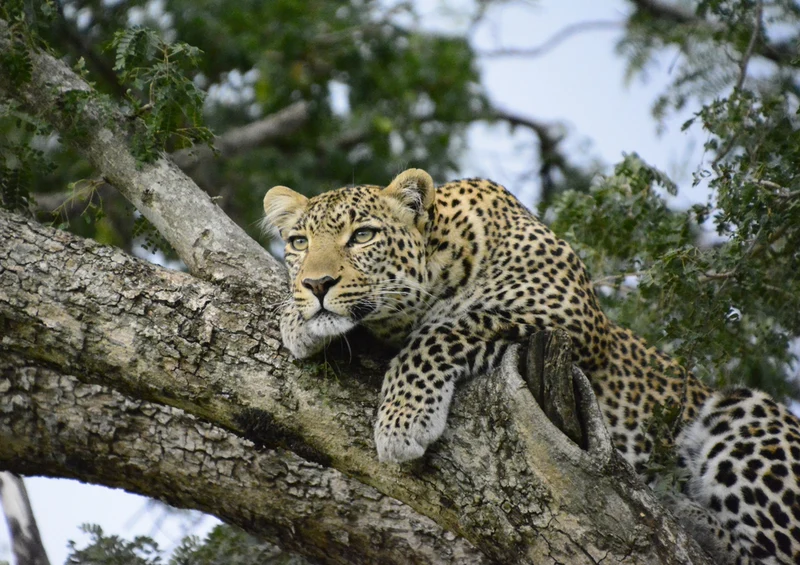 84814 Tierwelt - Leopard Puzzle