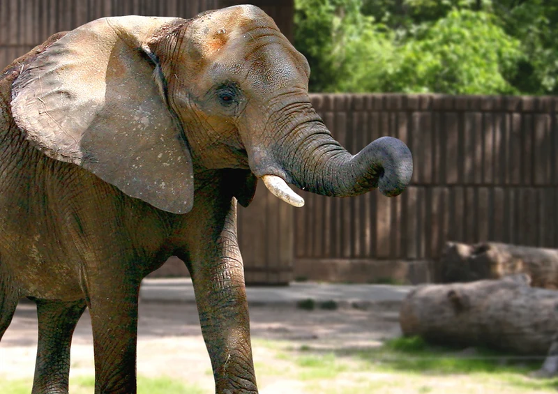 84949 Natur - Elefant Puzzle
