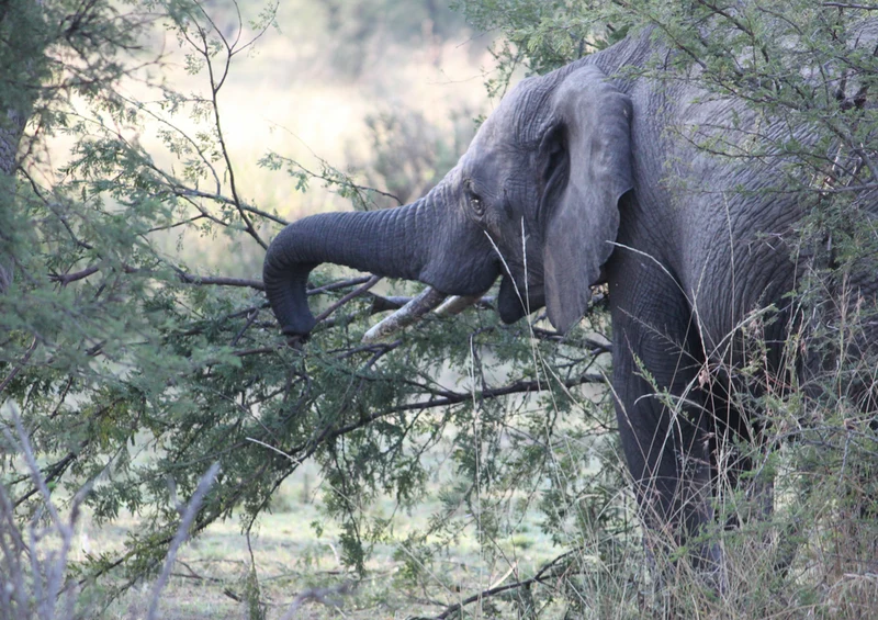 85359 Natur - Elefant Puzzle