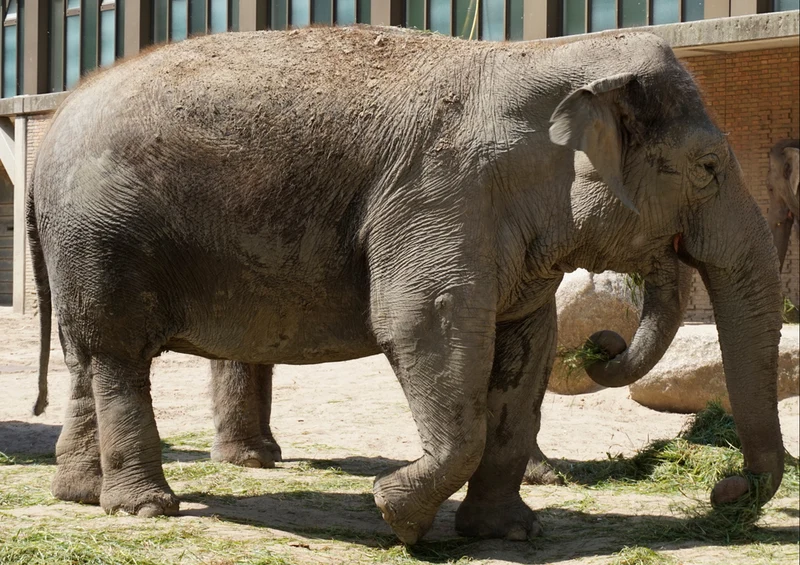 85358 Natur - Elefant Puzzle