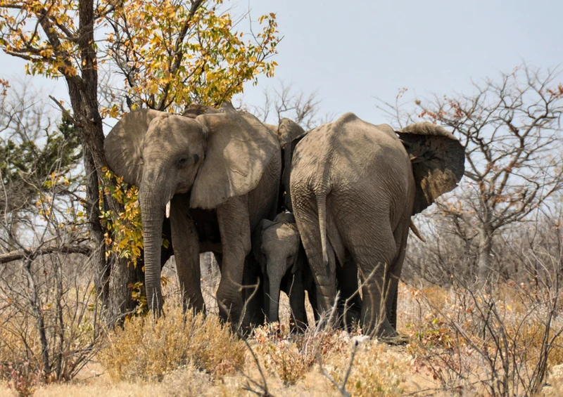 84951 Tierwelt - Elefant Puzzle