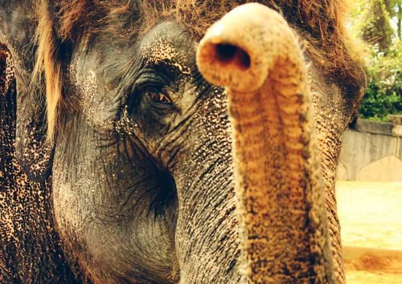 85368 Natur - Elefant Puzzle