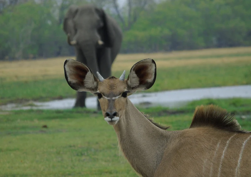 84655 Natur - Safari Puzzle