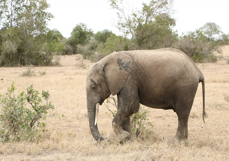 84661 Natur - Elefant Puzzle