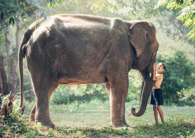 84665 Natur - Elefant Puzzle