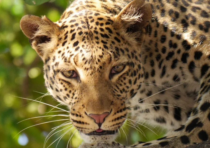84892 Tierwelt - Leopard Puzzle