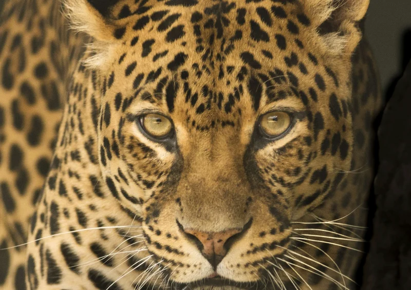 84818 Tierwelt - Leopard Puzzle