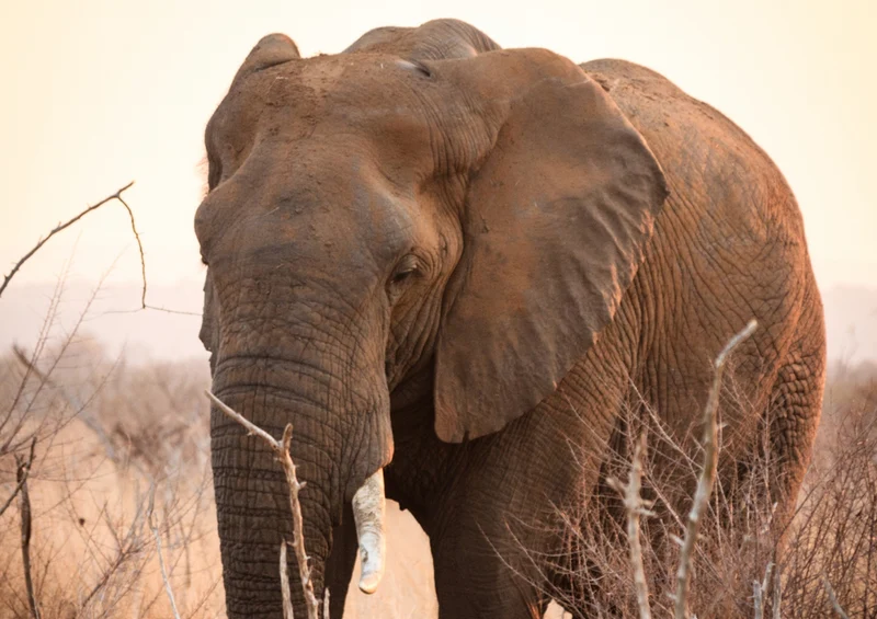 85372 Natur - Elefant Puzzle