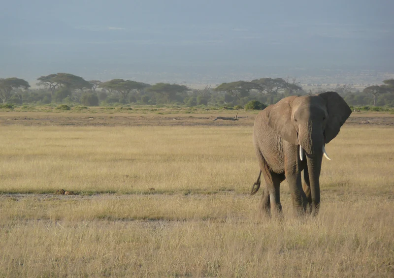 84957 Natur - Elefant Puzzle