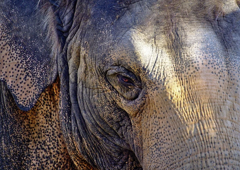 84960 Tierwelt - Elefant Puzzle