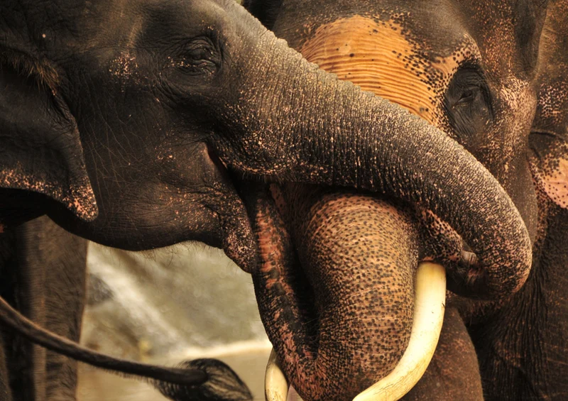 84961 Tierwelt - Elefant Puzzle
