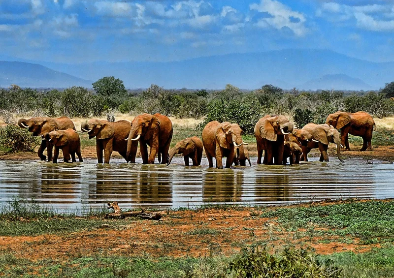 84964 Natur - Elefant Puzzle