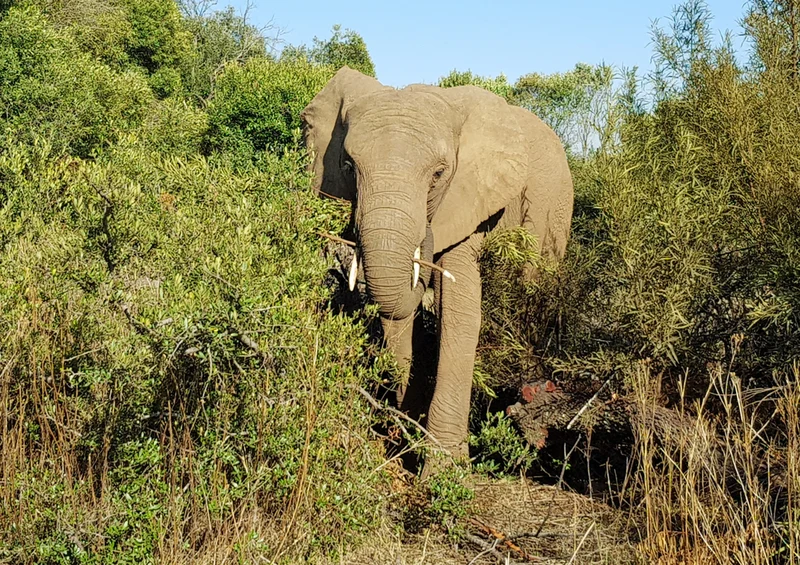 84965 Natur - Elefant Puzzle