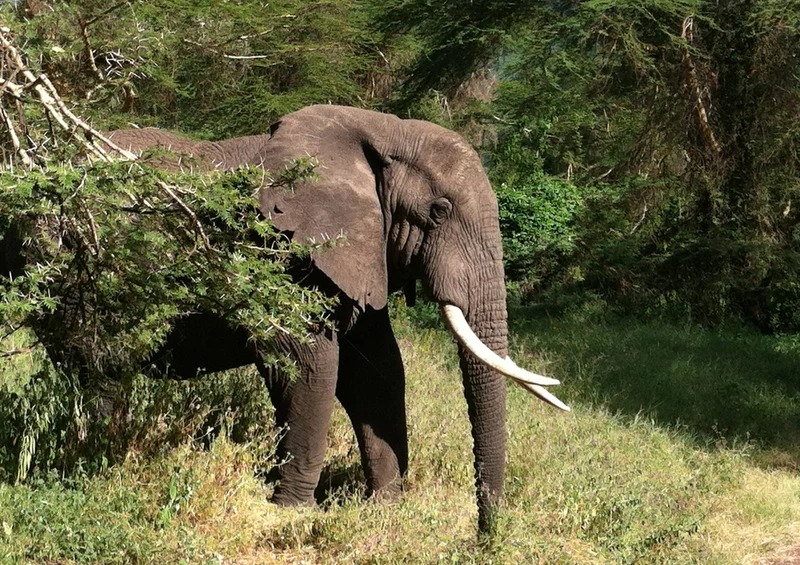 84895 Tierwelt - Elefant Puzzle