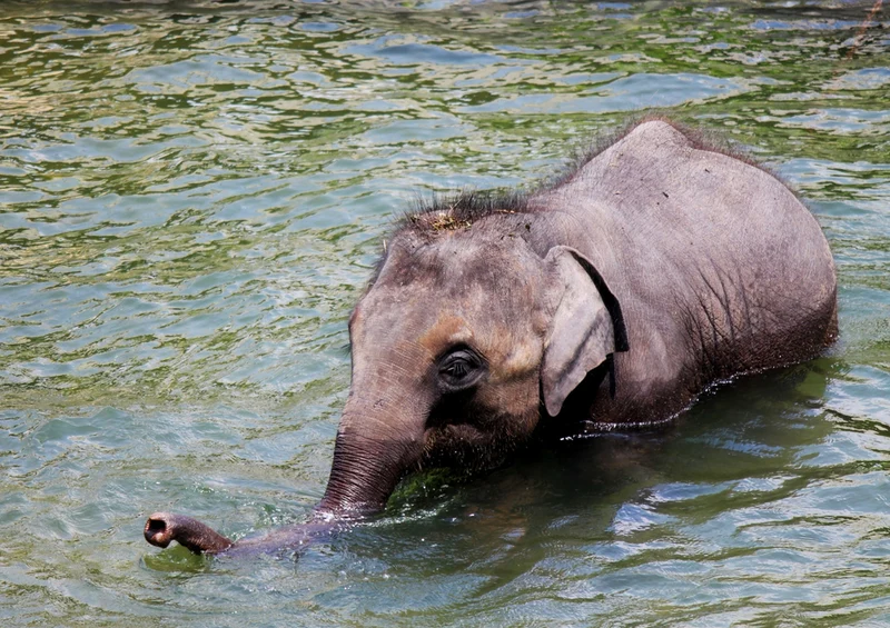 84900 Tierwelt - Baby Elefant Puzzle