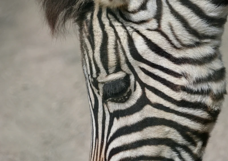 84819 Tierwelt - Zebra Puzzle