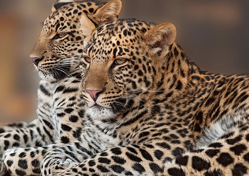 84839 Tierwelt - Leopard Puzzle