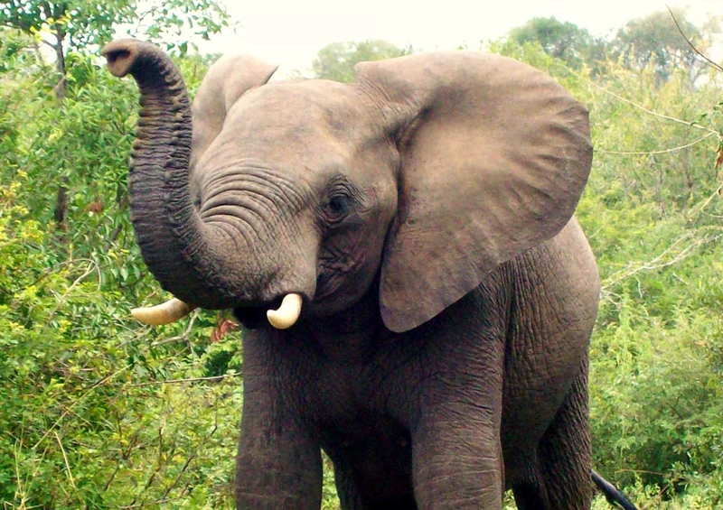 85380 Natur - Elefant Puzzle