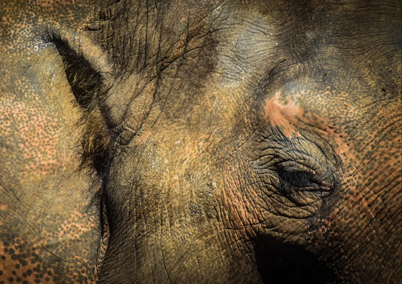 84968 Tierwelt - Elefant Puzzle