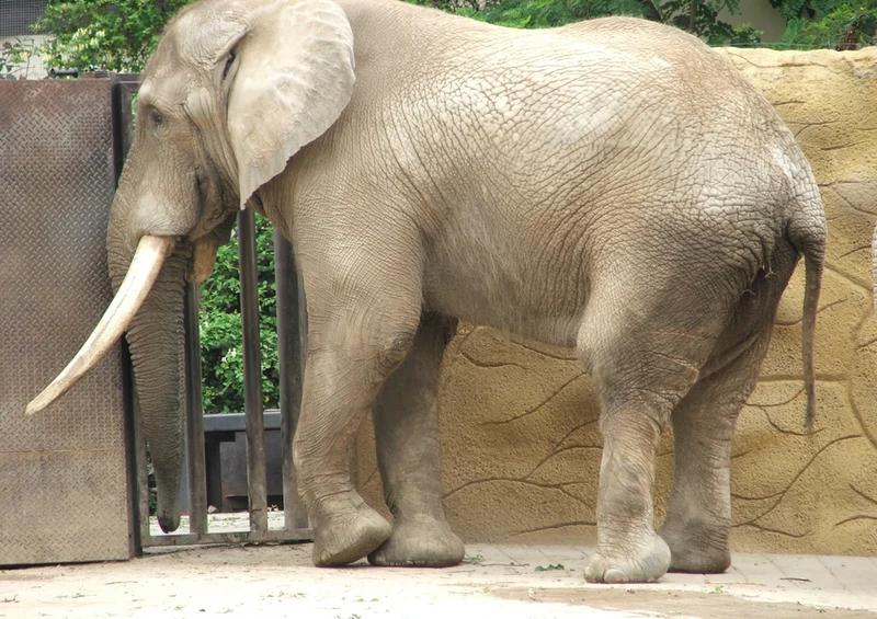85388 Tierwelt - Elefant Puzzle