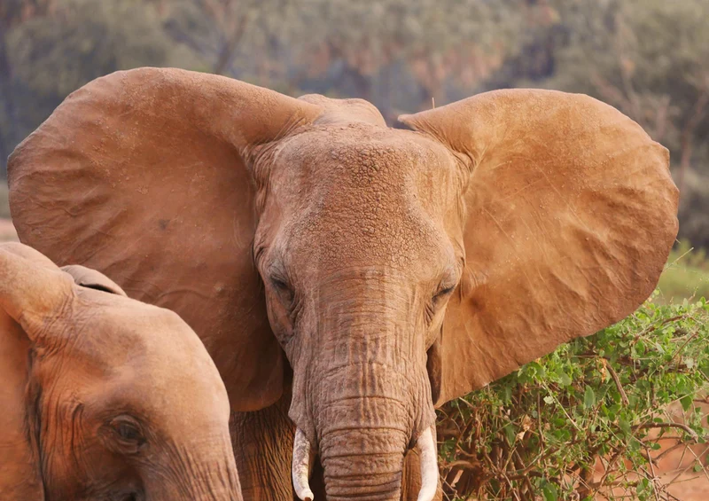 85389 Natur - Elefant Puzzle