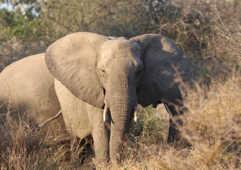 85391 Natur - Elefant Puzzle
